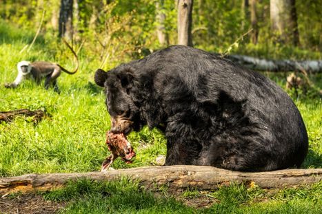 Obrázek: Smutná zpráva z ostravské zoo: Medvěda Jirku z Konopiště museli utratit