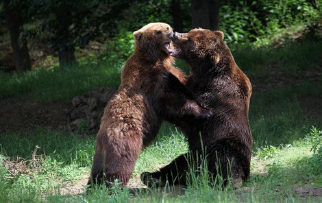 Taková je medvědí láska Kamčatky (vlevo) a samce Jelizara.