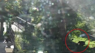 Video zachytilo opilce, který v kladenské zoo vlezl k medvědům. S jedním se porval a utrpěl vážné zranění