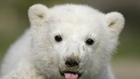Knut byl miláčkem berlínské zoo