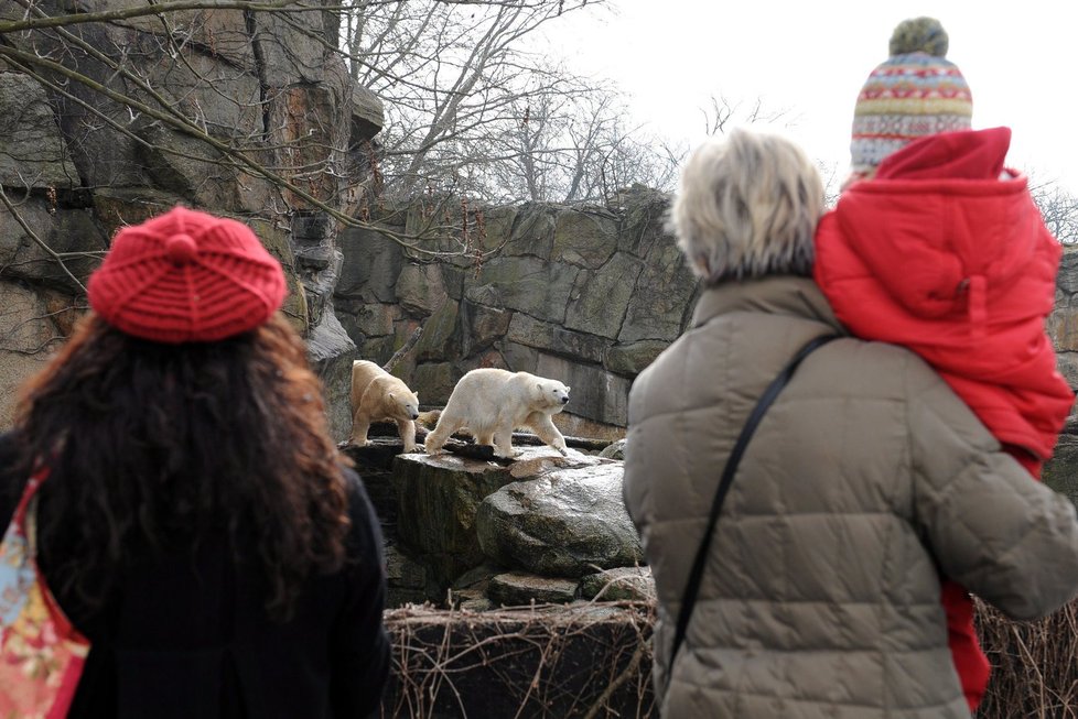 Takto se návštěvníci zoo chodili dívat na Knuta