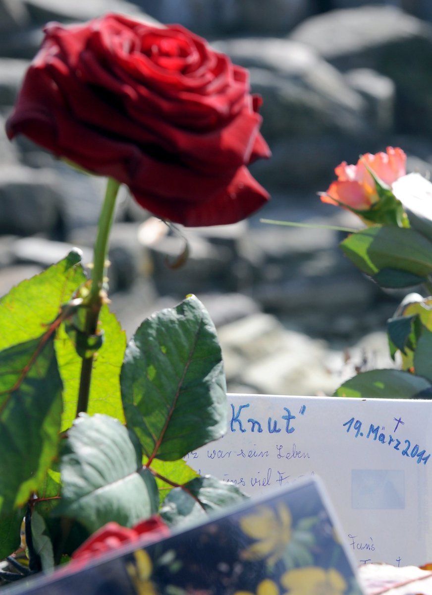 Květiny pro zesnulého Knuta