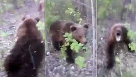 Medvěd napadl pitomce, který ho nakopl.