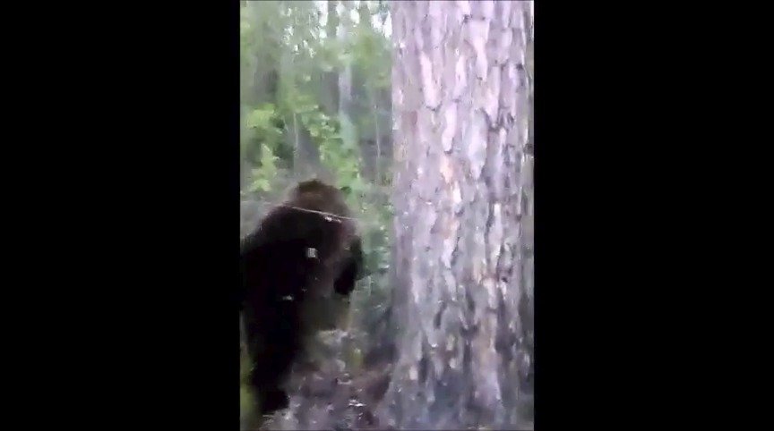 Medvěd napadl pitomce, který ho nakopl.