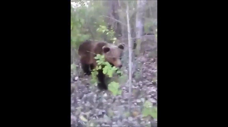 Medvěd napadl pitomce, který ho nakopl.