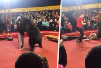 Hrůzný útok v ruském cirkuse: 270kilový medvěd napadl krotitele před dětmi