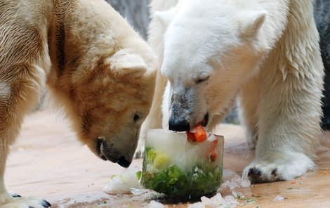 O ledovou pochoutku se medvědi bez šarvátek poděli