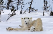 Roztomilá medvědí rodinka zdraví z Kanady: Čau, lidi!