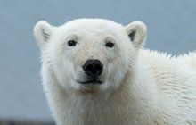 Kanaďanka (88) v šoku: Po střeše jí lezl lední medvěd!