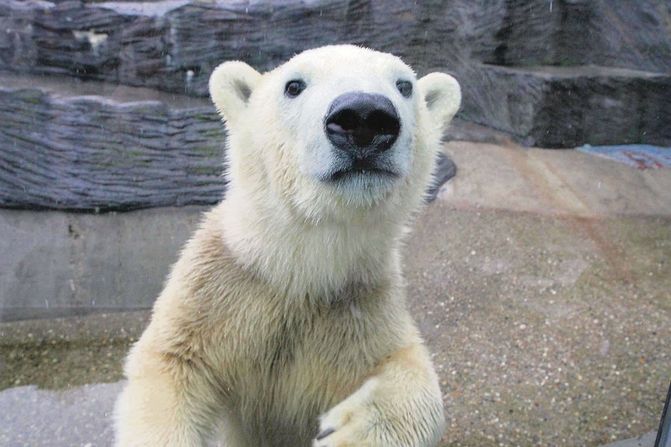 1.&amp;#9;Pondělí, 15.01 hodin. Lední medvěd Tom se poprvé objevil ve výběhu pražské zoo.