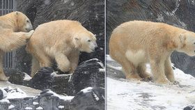 Medvídci z pražské zoo si užívali tu pravou lední lásku.