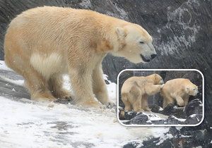 Medvídci z pražské zoo si užívali tu pravou lední lásku.