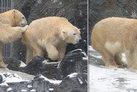 Vášnivá lední láska v pražské zoo: Na medvědy Toma a Bertu přišly touhy!