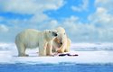 Medvěd lední (Ursus maritimus) je zdatným lovcem tuleňů, konzumuje z nich ale především tuk