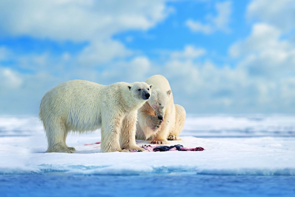 Medvěd lední (Ursus maritimus) je zdatným lovcem tuleňů, konzumuje z nich ale především tuk