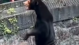 Medvěd, nebo člověk v kostýmu? Čínská zoo se brání nařčení.