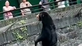 Medvěd, nebo člověk v kostýmu? Čínská zoo se brání nařčení.