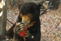 Medvědice si dala poslední baštu a pak odešla do „věčných lovišť": Dožila se úctyhodného stáří
