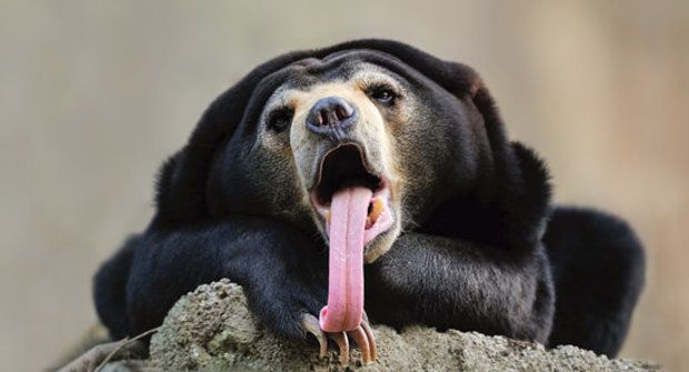 Medvědí řeč: Co znamenají vyceněné zuby?