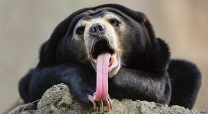 Medvědí řeč: Co znamenají vyceněné zuby? 