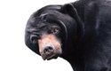 Medvědi malajští žijí skrytě a mají noční aktivitu, vědci proto o jejich životě v přírodě vědí jen velmi málo
