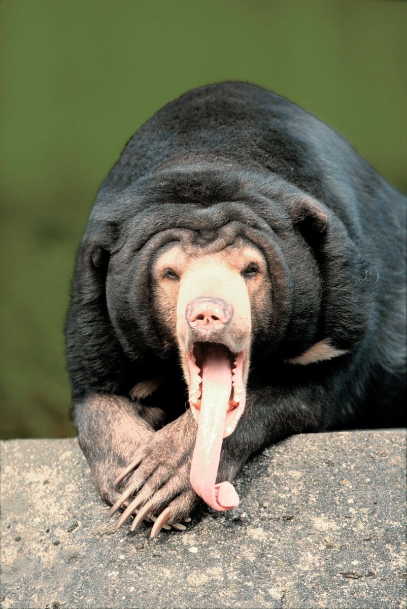 Medvěd malajský má až 25 cm dlouhý jazyk...