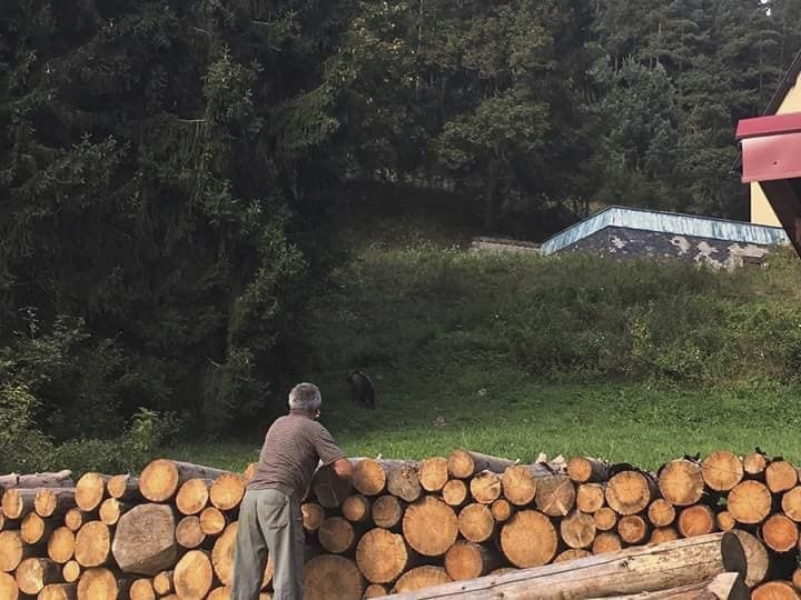 …a vrátil se zpátky do lesa.