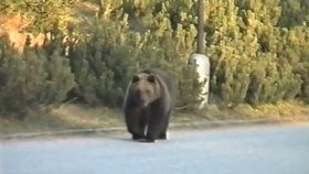 Medvěd ve Vysokých Tatrách (Ilustrační foto)