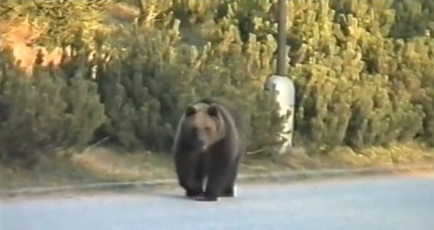 Ve Vysokých Tatrách vyhlášena krizová situace: Medvědi chodí v ulicích!