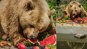 Zemřel legendární medvěd Medoušek: Den před narozeninami ho museli uspat