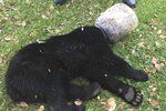 Mládě medvěda zůstalo nešťastně zaseknuté v plastové lahvi