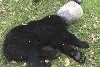Medvídě si zaseklo hlavu v plastovém kbelíku. Záchrana trvala tři dny