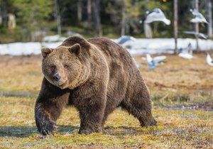 Na Břeclavsku se usadil medvěd. Ilustrační foto