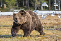 Medvědi na Slovensku napadají stále více lidí: Situace je vážná! Před šelmami varuje i Čaputová