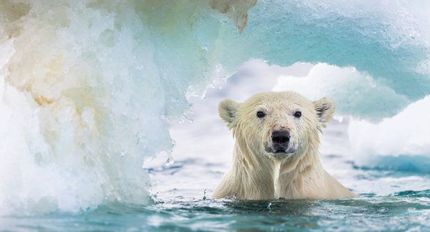 Lední medvěd potřebuje led