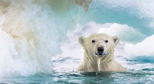 Lední medvěd potřebuje led