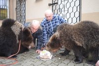 Medvědí dvojčata slavila první narozeniny: Vyrazila do hospody!