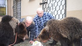 Kvůli ostýchavé Báře oba medvědi snědli narozeninový dort na terase restaurace.