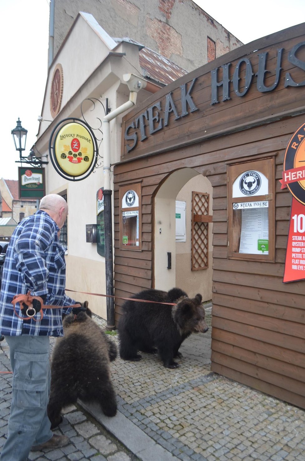 Své první narozeniny oslavili medvídci v žatecké restauraci Steak House.
