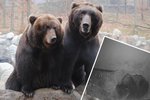 Medvědice Kamčatka v brněnské zoo porodila dvě medvíďata