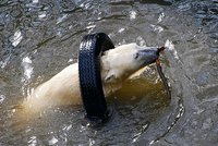 Námluvy ledních medvědů: Nažhaví Cora líného Umcu?