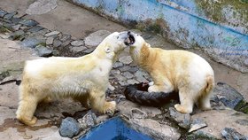 Takhle si dávají pusu brněnští medvědi Cora (vpravo) a Umca