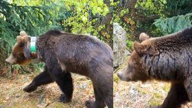 Medvědice Ema si „nabrnkla“ frajera ze Slovenska: Statní chlupáči přebíhají Beskydy a Javorníky