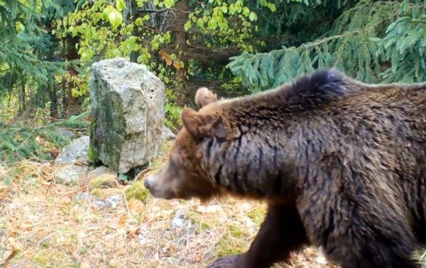 Emu v Javorníkách následuje statný medvědí samec.