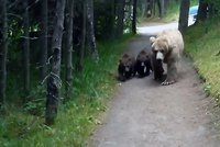 Turista natočil, jak přežít setkání s medvědy! Měl štěstí, že ho nerozsápali