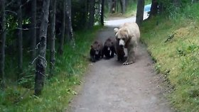 Turista couvá před medvědicí s mláďaty