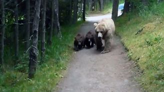 Kuriózní video z nebezpečné situace. Turista natočil, jak přežít setkání s medvědicí a mláďaty