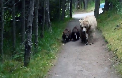 Turista natočil, jak přežít setkání s medvědy! Měl štěstí, že ho nerozsápali