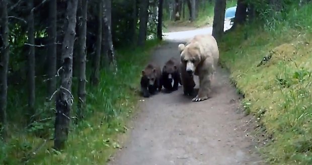 Turista natočil, jak přežít setkání s medvědy! Měl štěstí, že ho nerozsápali