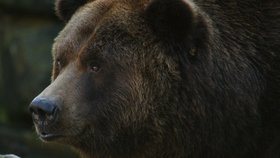 Medvědice odchycená před více než dvěma týdny v Beskydech je stejné zvíře, které se loni na podzim pohybovalo na Vsetínsku.